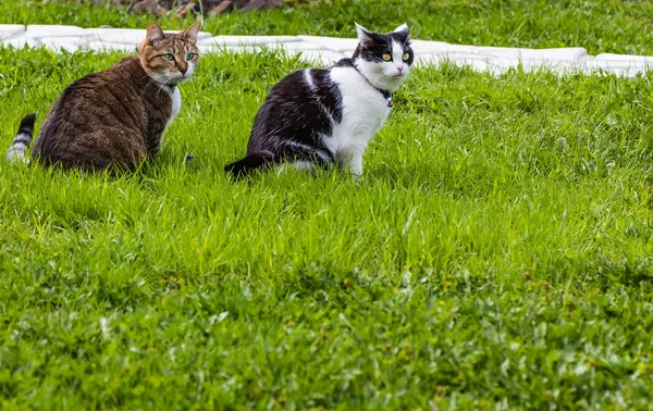 大人の若い猫大きな白黒黄色目と青い目の虎猫の友達し夏の庭園で緑の芝生で一緒に座るし 右に見える表情豊か — ストック写真