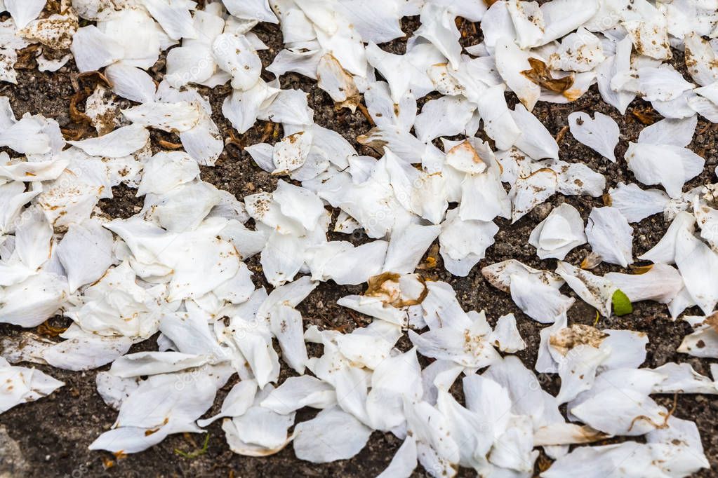 Petals of white apple blossoms fell down from apple-trees on the trailway in a park in spring