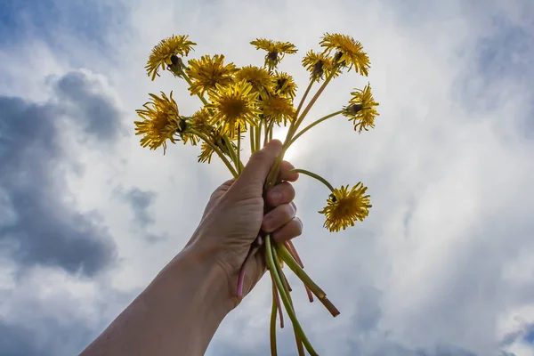 A womans left hand with yellow dandelions — Stock Photo, Image