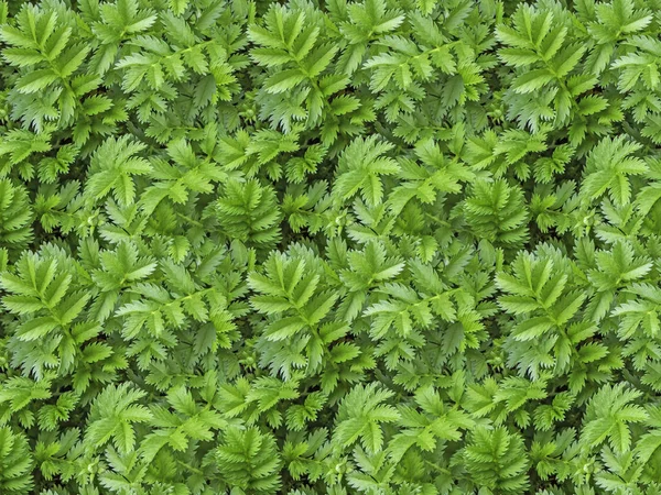 Dikişsiz desen doku yeşil yaprakları oyulmuş — Stok fotoğraf