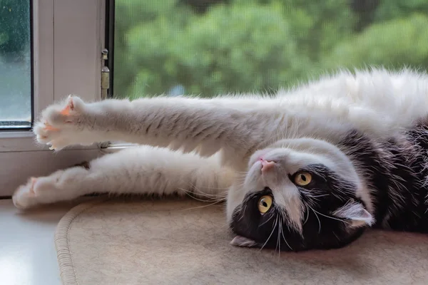 고양이 베이지색 카펫에 창턱에 고에서는 카메라에 보이는 — 스톡 사진