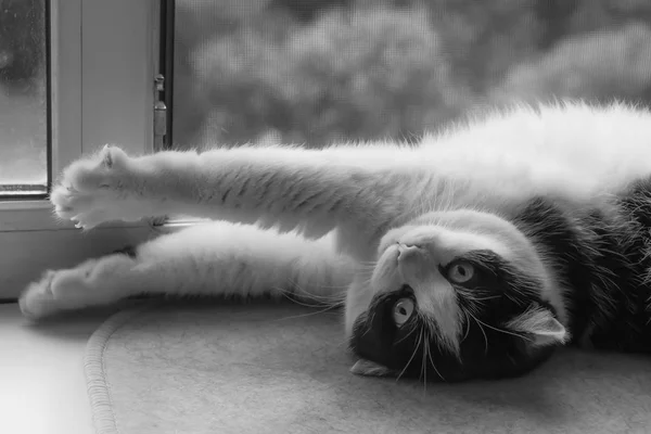 大きな目と美しい大人若い黒と白猫 光のカーペットに白い窓辺にあるカメラに見える表情豊か — ストック写真