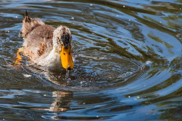 A gray young wet fluffy duckling with water drops on his head is swimming