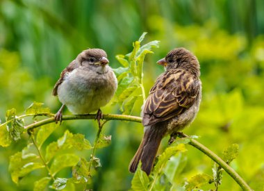 Two sparrows sit on a branch and look at each other in the park in the summer clipart