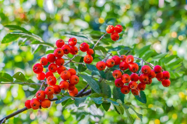 一束明亮的红色成熟的花叶浆果与绿叶在模糊绿色背景是在秋季公园 — 图库照片