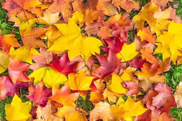 Las hojas de arce tallado verde y rojo amarillo brillante están tumbadas sobre una hierba verde — Foto de Stock