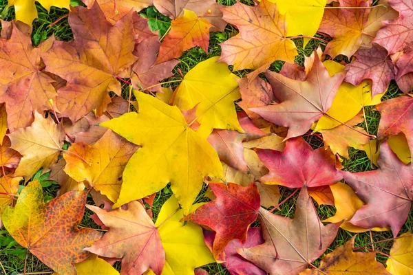 Las hojas de arce tallado verde y rojo amarillo brillante están tumbadas sobre una hierba verde — Foto de Stock