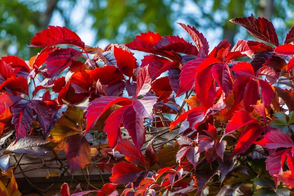 Arka plan bulanık bir çit kız gibi üzüm güzel kırmızı yaprakları yanıyor