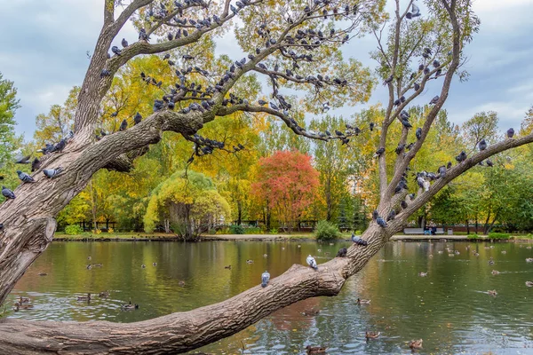 A beautiful old fantastic branchy willow tree with green and yellow leaves and a group of pigeons birds in a park in autumn against the blue sky background and a pond with ducks
