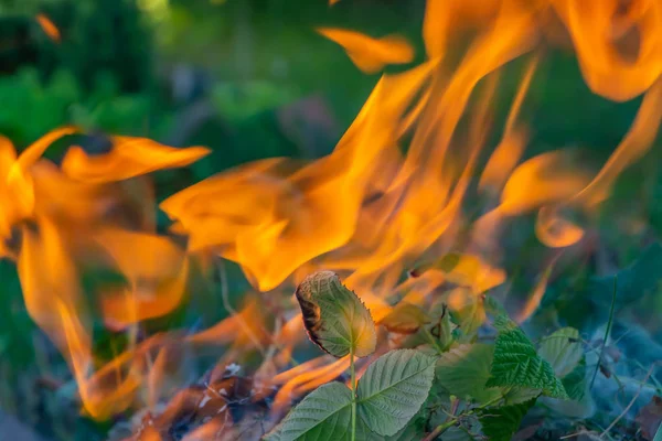 Una Hermosa Textura Horizontal Fuego Ardiente Sobre Fondo Borroso Plantas — Foto de Stock