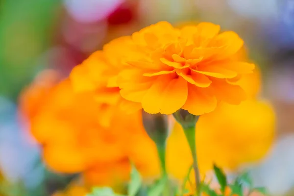 Yellow Marigold Flowers Beautiful Colored Blurred Background — Stock Photo, Image
