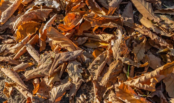 Parkta kuru kahverengi ve sarı sonbahar meşe yapraklarının güzel bir dokusu var.
