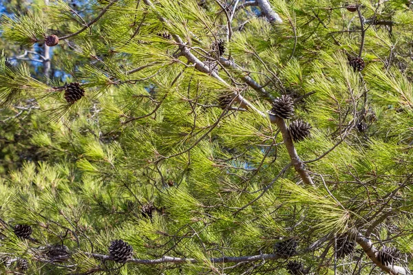 Die Grünen Kiefern Mit Braunen Zapfen Sind Horizontalen Foto — Stockfoto