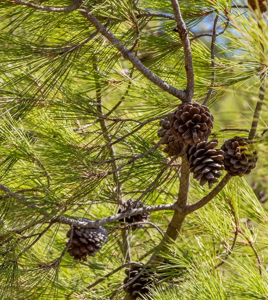 Los Pinos Verdes Con Conos Marrones Están Foto Vertical — Foto de Stock