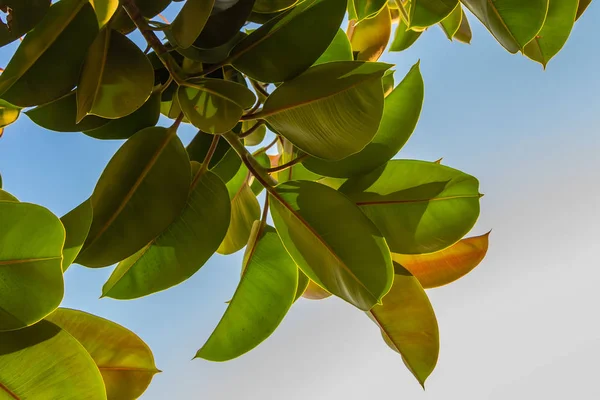 Όμορφο Ficus Μεγάλο Φυτό Μεγάλα Φρέσκα Μικρά Πράσινα Και Κόκκινα — Φωτογραφία Αρχείου