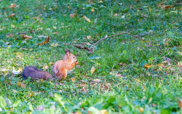 Red Squirrel Bright Black Eyes Gnaws Nut Green Grass Yellow — Stock Photo, Image