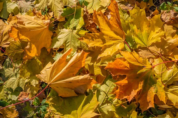 Uma Textura Bonita Marrom Amarelo Verde Folhas Bordo Outono Seco — Fotografia de Stock
