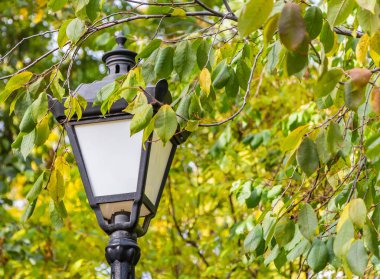 Yeşil ağaçlarıyla güzel sokak aydınlatma fener arasındadır ve içinde belgili tanımlık fotoğraf gördüğümüz sonbaharda sarı Park arka plan bulanık yeşil yaprak.
