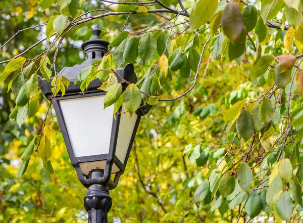 stock image A beautiful street lighting lantern is among the trees with green and yellow leaves on the blurred green background in the park in autumn we see in the photo.