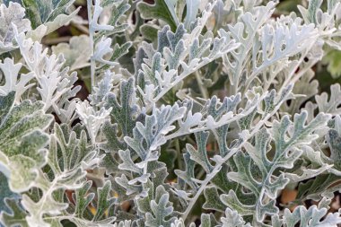 Güzel yeşil beyaz ve gümüş kıvrımlı yapraklar Jacobaea maritima Gümüş Ragwort çiçek tarlasında