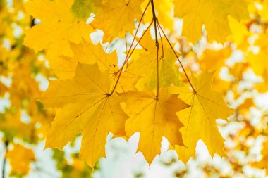 Bulanık beyaz ve sarı zemin üzerine oyma yapraklarla altın ve sarı akçaağaç şube