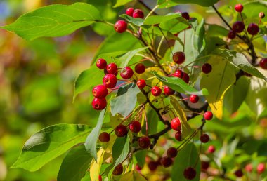 Bir sürü yabani elma ağacı ile küçük parlak kırmızı elma ve yeşil ve sarı yaprakları