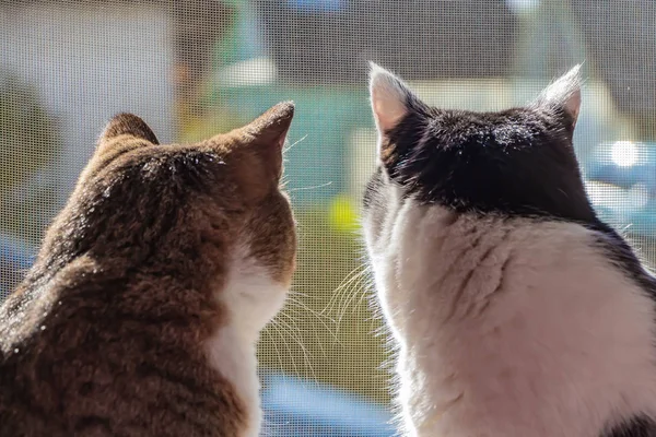 La vista posteriore di due giovani gatti adulti in bianco e nero e tabby sono seduti insieme su un davanzale della finestra e guardando attraverso la finestra verso la strada — Foto Stock