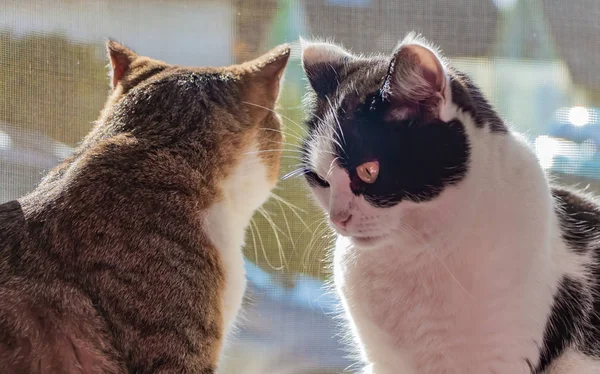 Due giovani gatti adulti in bianco e nero e tabby sono seduti insieme su un davanzale della finestra e un gatto sta guardando attraverso la finestra verso la strada e l'altro sta guardando nella stanza — Foto Stock