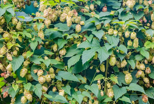 Plantas de lúpulo Humulus lupulus com cones verdes e amarelos e marrons e folhas verdes — Fotografia de Stock