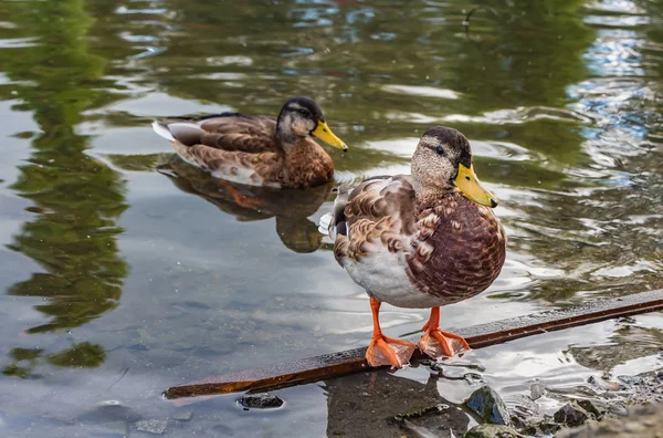 Un jeune canard adulte gris et brun au nez jaune et aux pattes orange se tient debout sur la planche de bois humide et d'autres nagent dans l'étang — Photo