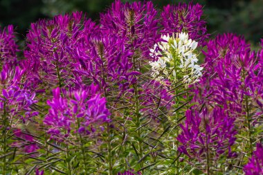 Örümcek çiçekler mor, Beyaz Kraliçe Cleome Hassleriana yeşil yaprakları ile koyu arka plan üzerinde kullanılır