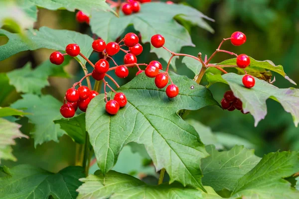 Um grande grupo de bagas viburnum maduras vermelhas brilhantes com folhas verdes — Fotografia de Stock