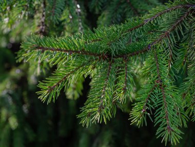 Dallar yeşil bir köknar ağacının iğneleri ve bir park arka plan vardır bulanık yeşil ağaçlar üzerinde kahverengi tomurcukları çeki düzen vermek