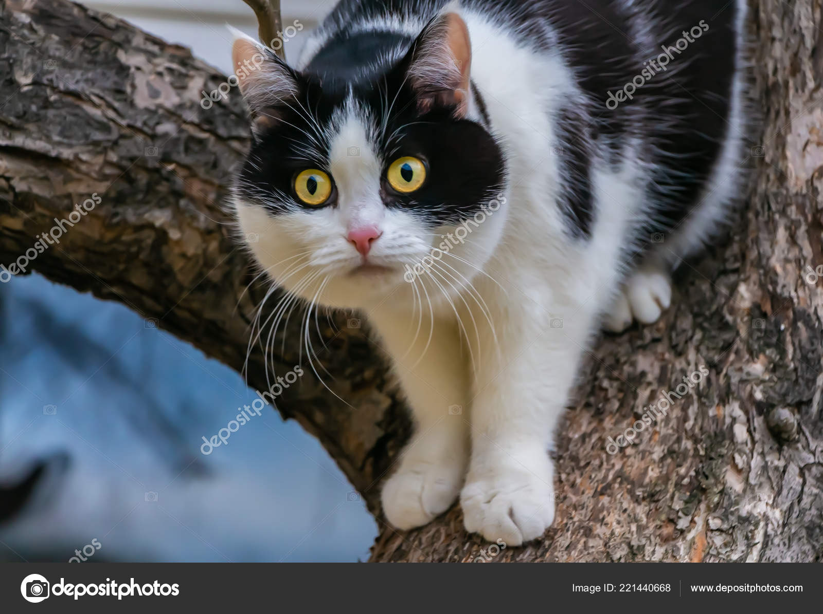 Eine Schöne Erwachsene Junge Schwarz Weiße Katze Mit Großen
