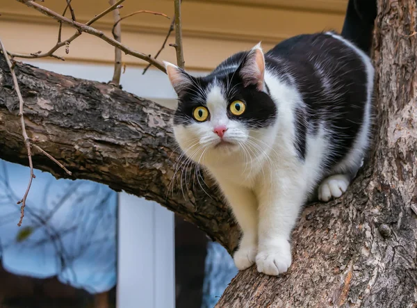 Beau Jeune Chat Adulte Noir Blanc Avec Grands Yeux Jaunes — Photo