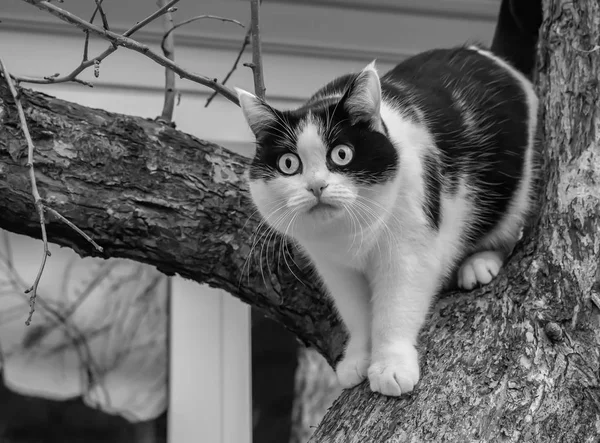 一只长着一双大眼睛的美丽的黑白幼猫在花园里的一棵树上爬来爬去 — 图库照片
