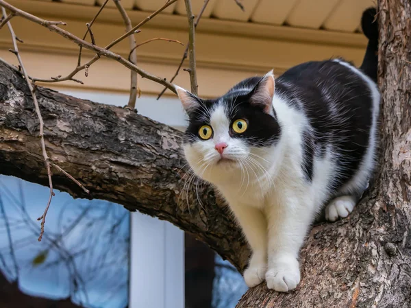정원에서 나무에 스크램블 고양이 — 스톡 사진
