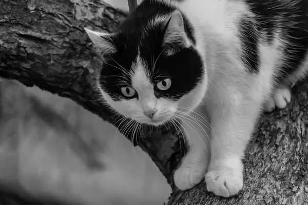 秋には庭の木の上に大きな目を持つ美しい大人の若い黒と白の猫がスクランブル — ストック写真