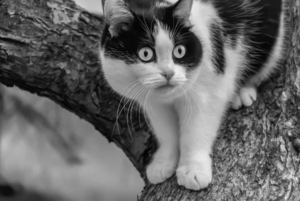 Belo Adulto Jovem Gato Preto Branco Com Grandes Olhos Embaralha — Fotografia de Stock