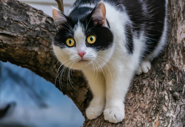 Belo Adulto Jovem Gato Preto Branco Com Grandes Olhos Amarelos — Fotografia de Stock