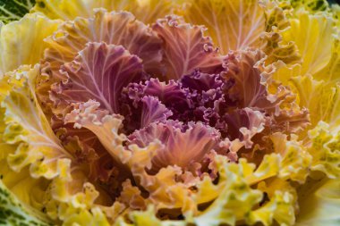 Güzel yeşil kırmızı ve beyaz kıvrımlı yaprak Brassica oleracea sonbahar bahçesinde çiçek yatakta