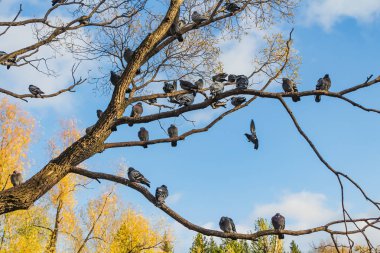 Olmadan bir güzel dallı söğüt ağacının yaprakları ve güvercinler kuş mavi gökyüzü arka plan karşı bir parkta sonbaharda grubudur