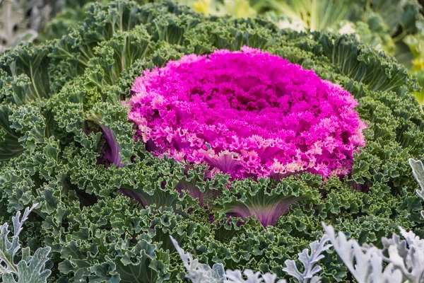 Beautiful green red and white curved leaves Brassica oleracea on the flower bed in a garden in autumn