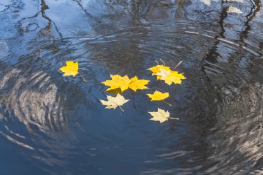 Parlak sarı akçaağaç yaprakları ve sonbaharda parkta beyaz bulutlar mavi bir gökyüzü ve siyah ağaçların yansıması ile havuz su yüzeyinde daireler vardır.