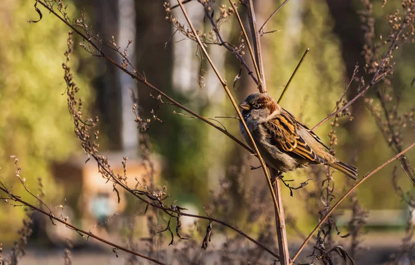 Rolig Grå Och Bruna Sparrow Sitter Gren Parken Hösten Suddig — Stockfoto