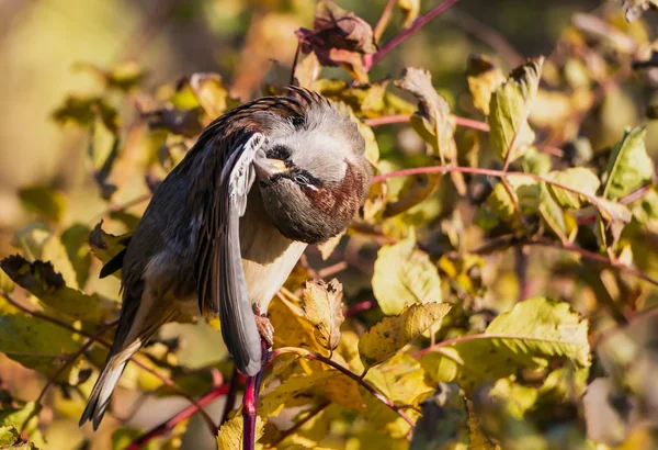 Rolig Grå Och Bruna Sparrow Rengör Sina Fjädrar Gren Parken — Stockfoto