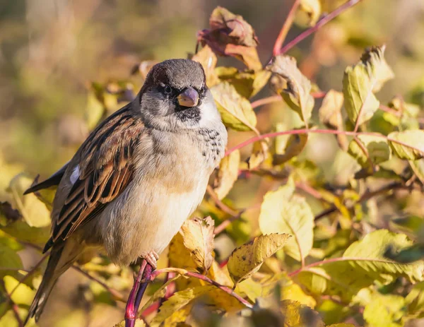 Fun Gray Brown Sparrow Sits Branch Park Autumn Looks Camera — Stock Photo, Image