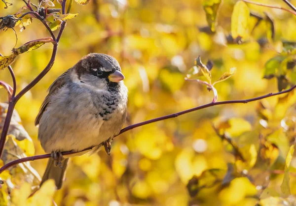 Rolig Grå Och Bruna Sparrow Sitter Gren Parken Hösten Suddig — Stockfoto