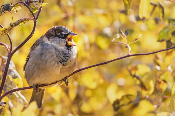 Rolig Grå Och Bruna Sparv Med Öppnade Munnen Sitter Gren — Stockfoto