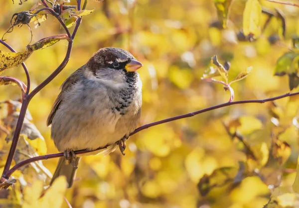 Rolig Grå Och Bruna Sparrow Sitter Gren Parken Hösten Suddig — Stockfoto